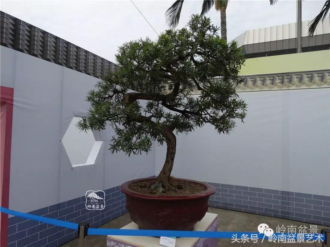 招财好运盆景,罗汉松开运招财