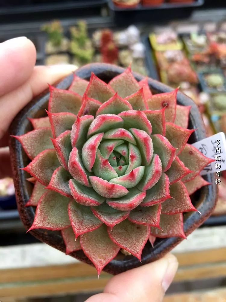 视觉盛宴美不胜收美图,视觉盛宴每个画面都美极了