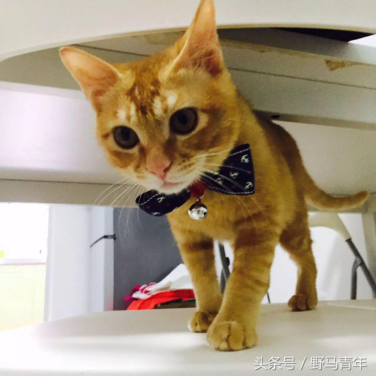 我一句说说而已，朋友就给我送了一只橘猫，结果她现在快20斤重