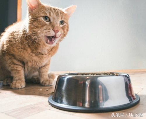 猫咪吃东西满地都是怎么解决,猫咪不喝自己碗里的水怎么办