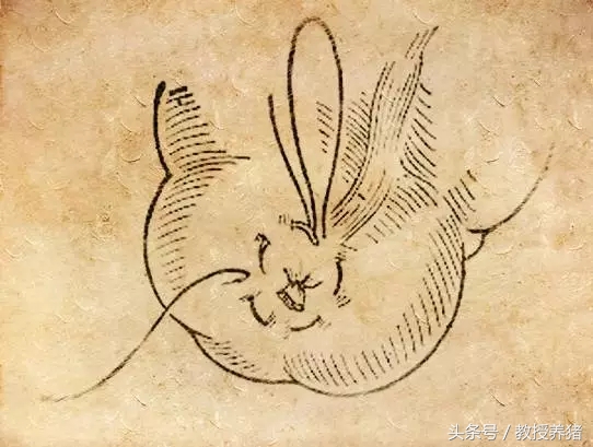 猪手术缝针打结方法,猪缝合手术全过程