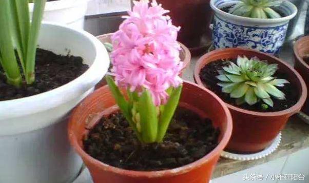 风信子开完花后怎么处理,风信子开完花后该怎么养