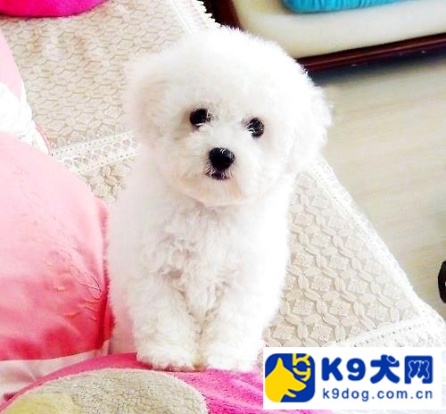 k9比熊去泪痕,k9大剧透解析