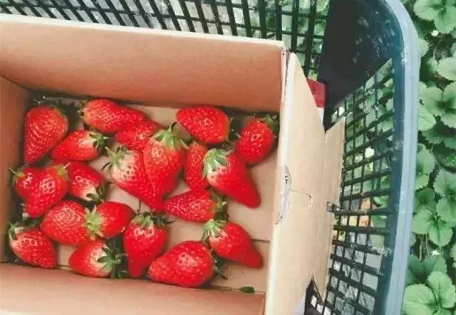 魔都温泉摘草莓,魔都温泉一日游攻略