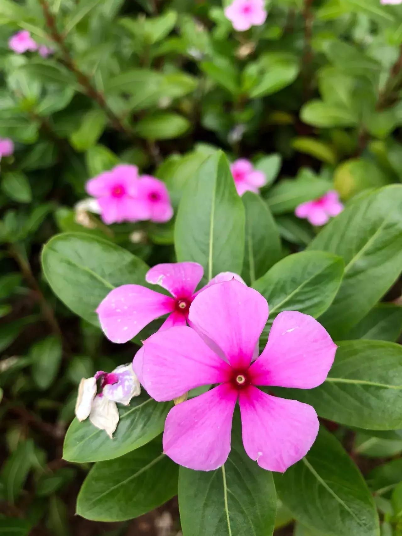 iphonex拍照很模糊怎么办,iphonex怎么拍照最好看