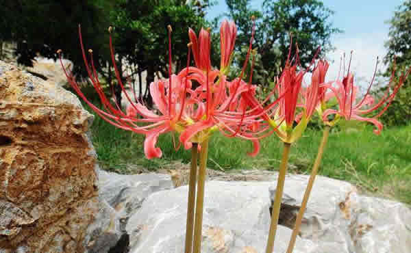 世界上最奇葩的草,世上最不可思议的植物