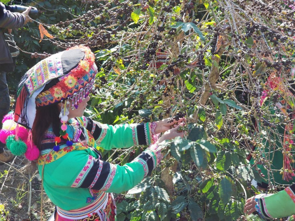 去云南适合买什么茶,云南最有名的咖啡在哪里