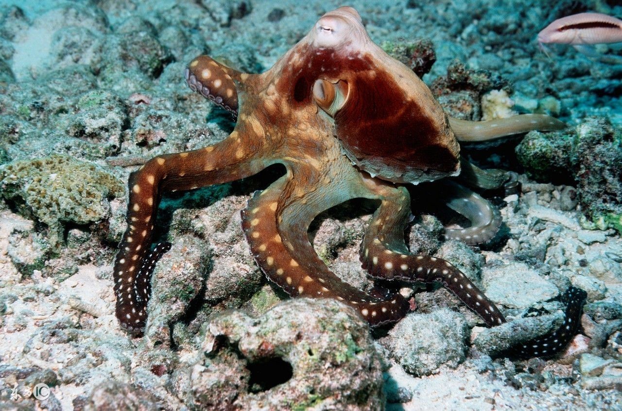 特别聪明的章鱼,非常聪明的蓝环章鱼