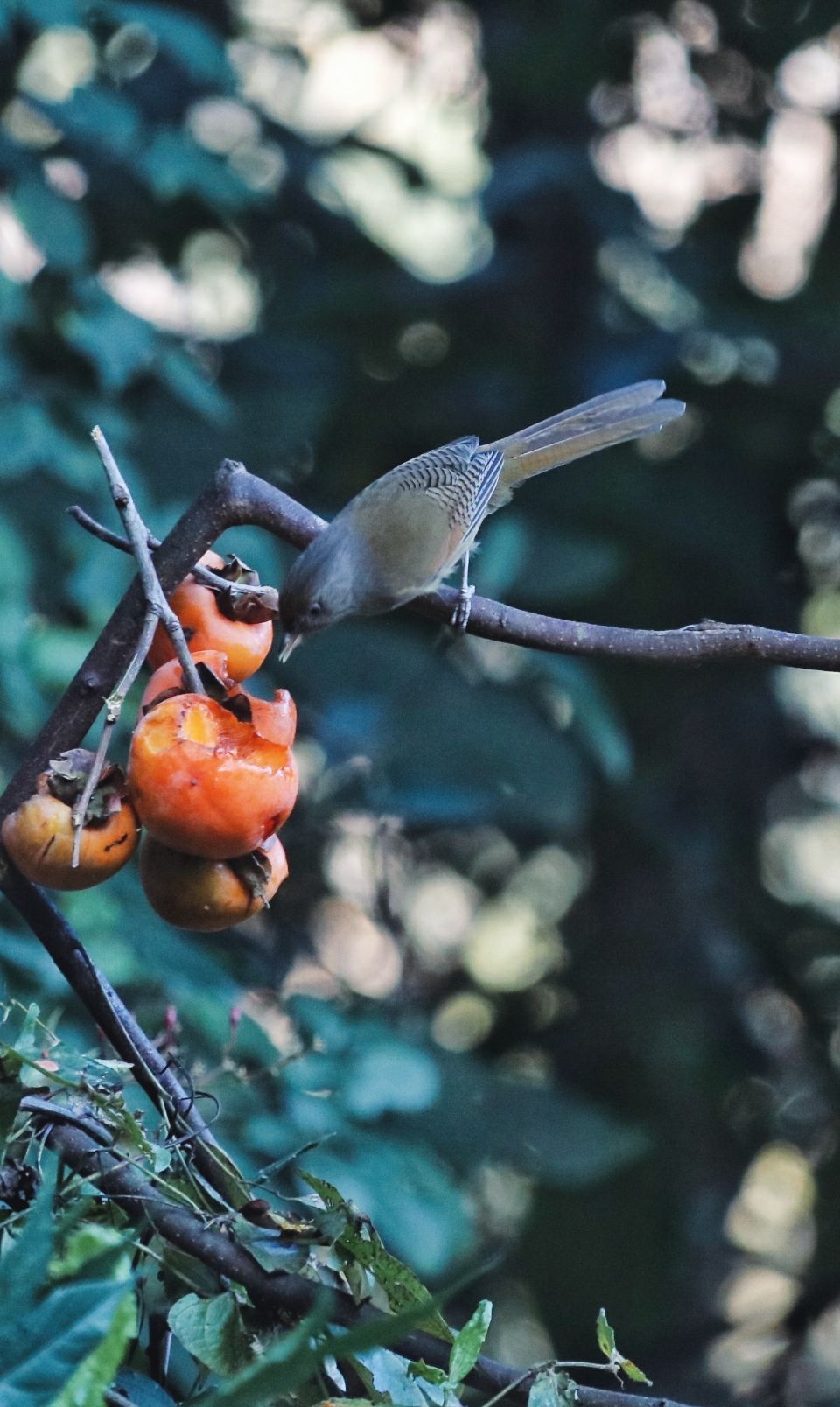 去云南适合买什么茶,云南最有名的咖啡在哪里