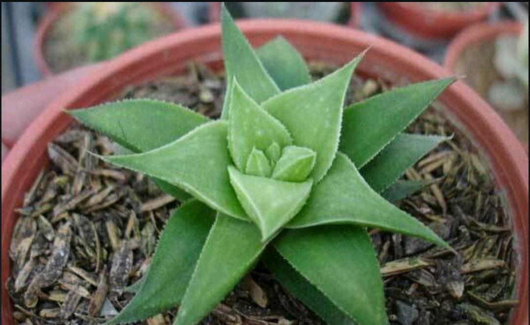 谁说一胖毁所有又胖又可爱,多肉白银寿