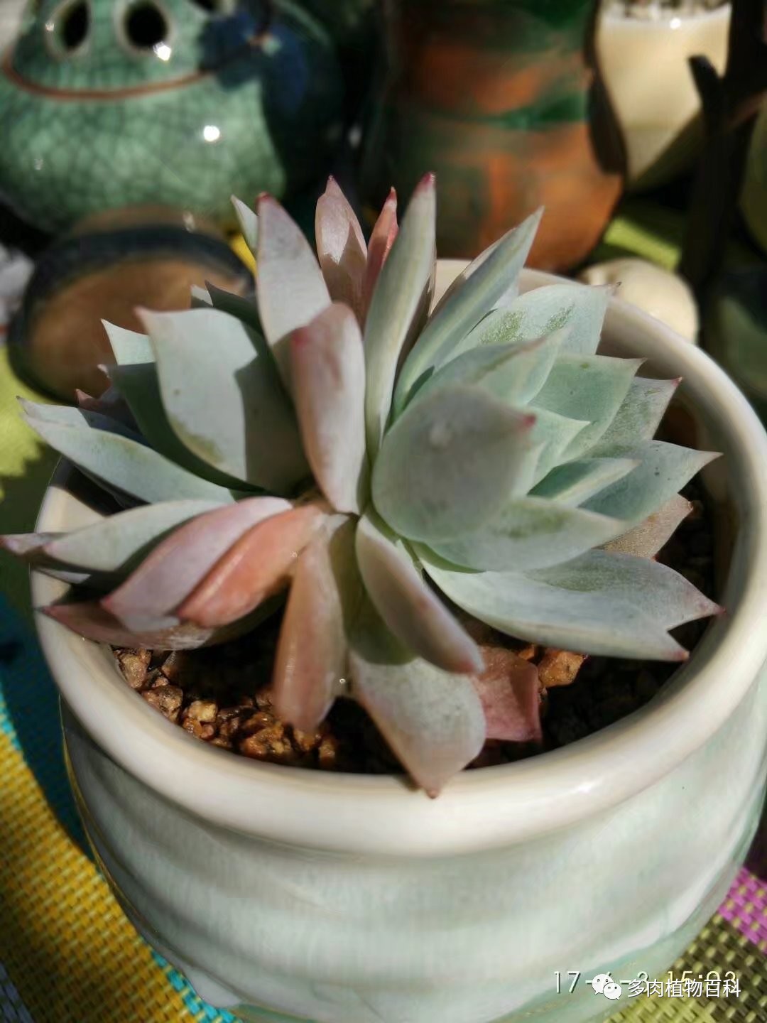 多肉的种植笔记,多肉知识大总结