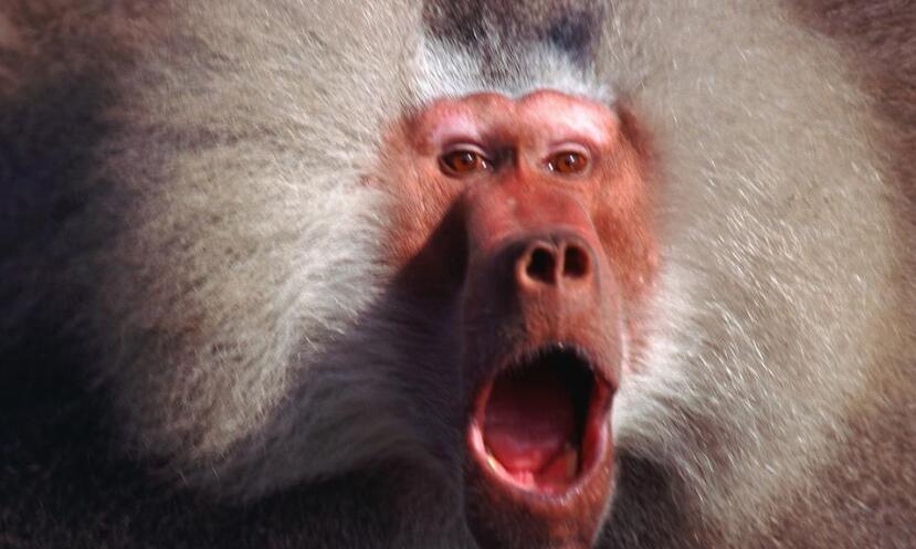 生肖运势大揭秘十二生肖的财运,十二生肖今年的财运和运势如何啊