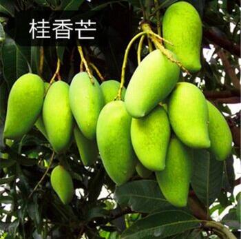 芒果有多少种品种图片,芒果有多少品种