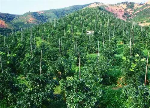 华润五丰营销,华润五丰主要做什么