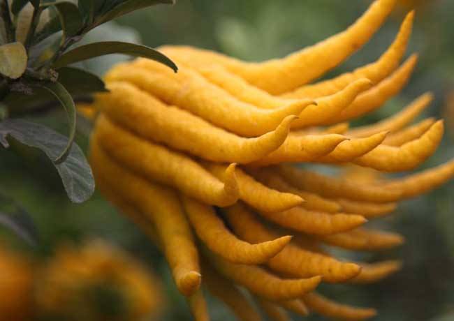 盘点世界上的奇特的水果,世界最奇葩罕见的20种水果