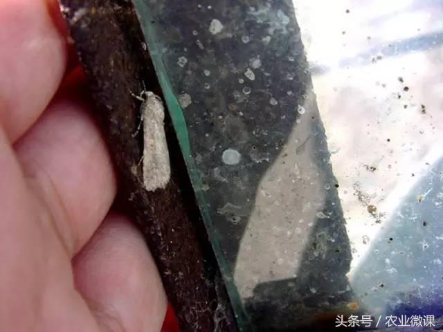 西瓜被虫咬怎么办,西瓜青虫怎么处理