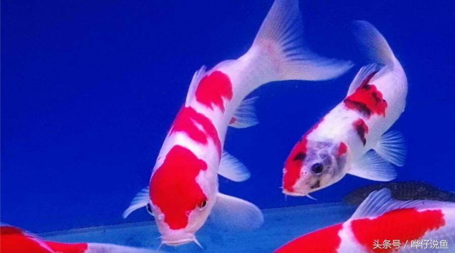 清道夫五宗罪全集,清道夫十宗罪