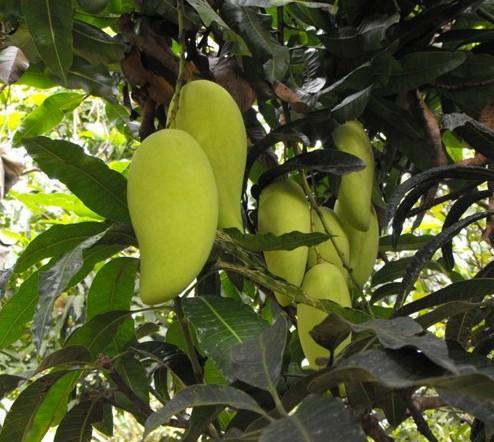 芒果有多少种品种图片,芒果有多少品种