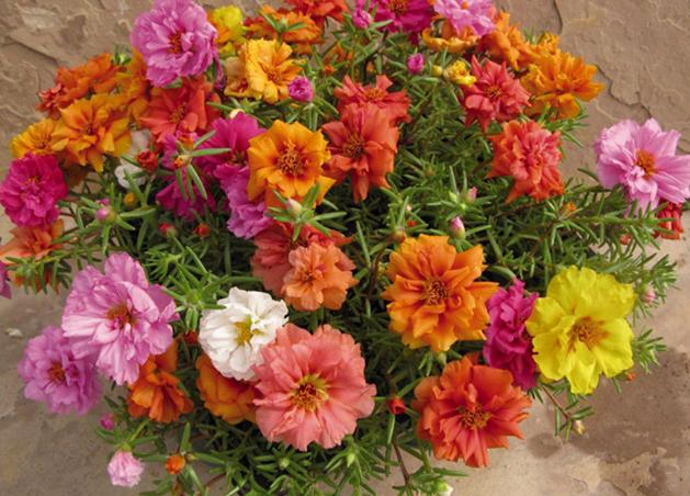 马齿苋在花盆怎么种,花盆怎么种马齿苋