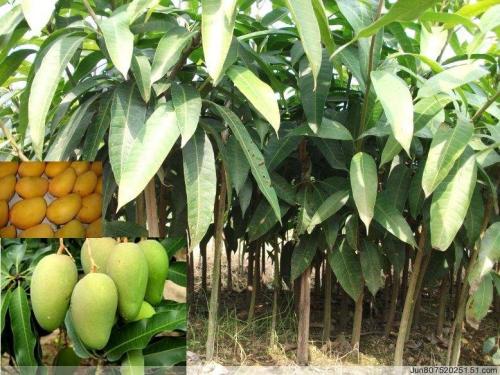 芒果有多少种品种图片,芒果有多少品种