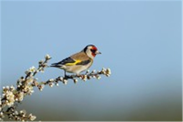 春天的古诗大全100首二年级,小学二年级下册古诗必背70首