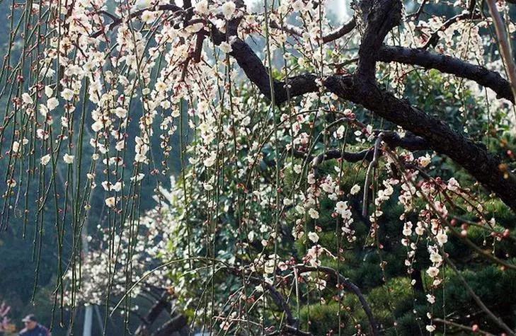 日本梅花品种和中国梅花区别,梅花十大稀有品种哪种梅花最珍贵