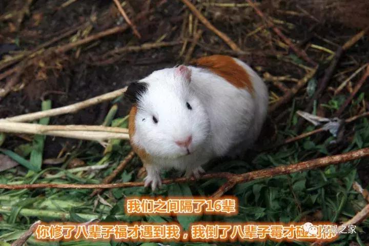 怎么养出亲人的荷兰猪,怎么样才能养出乖的荷兰猪