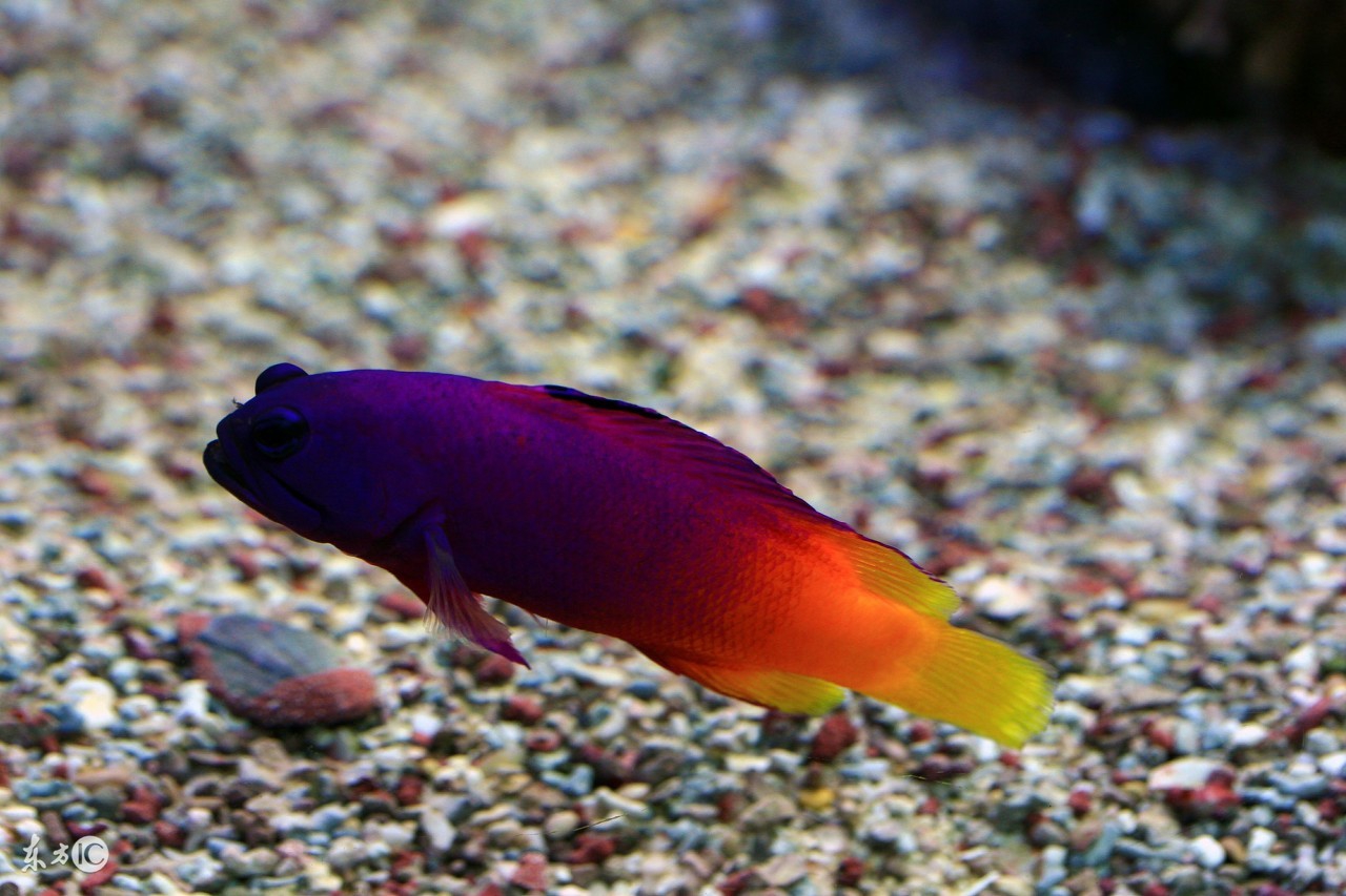 会看日历的你看得懂鱼的日历么？