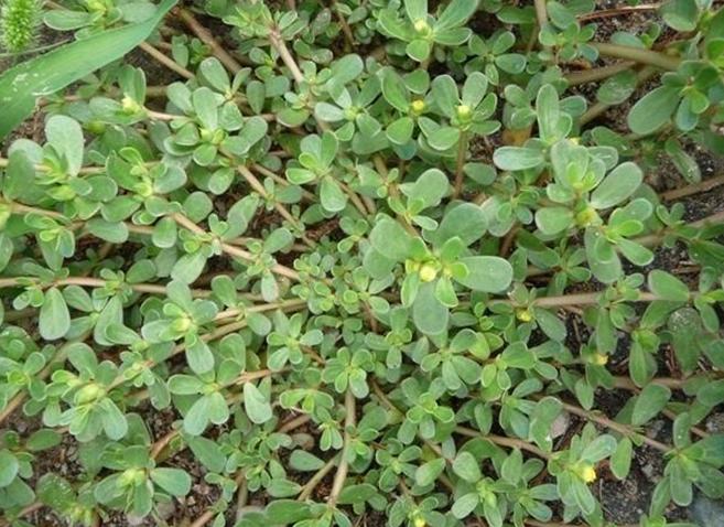 马齿苋在花盆怎么种,花盆怎么种马齿苋