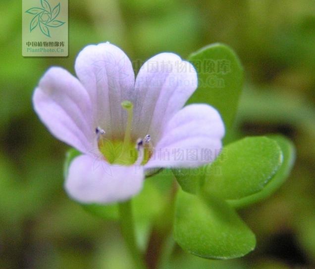 马齿苋在花盆怎么种,花盆怎么种马齿苋