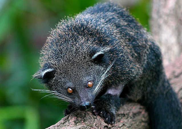 现代发现的山海经奇怪动物,山海经里的那些奇葩动物