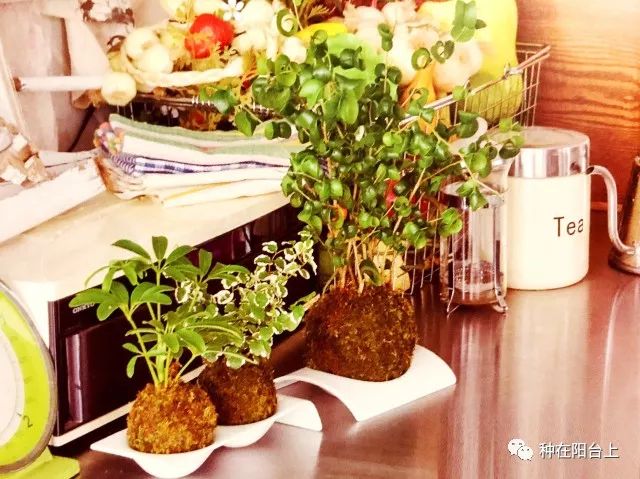 鑻旂帀鐩嗚姳,鑻旂帀鐩嗘牻閫犲瀷