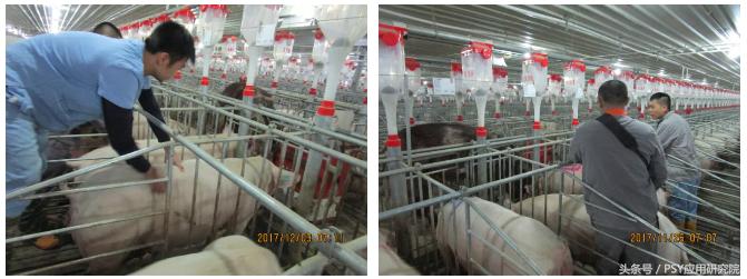 猪场测氨器,猪场化验仪器