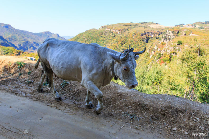 家乡之美美篇,家乡之美原唱完整版