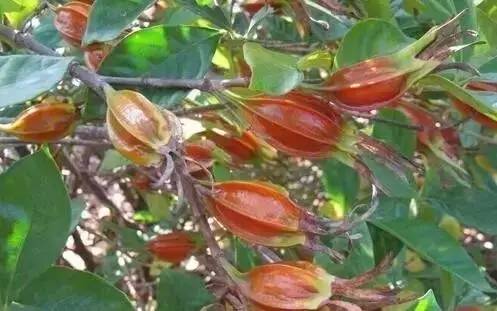 有哪些农业致富好项目值得推荐,农业种植致富项目100例