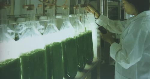 素食抗癌疗法,6种抗癌素食奇效各不同