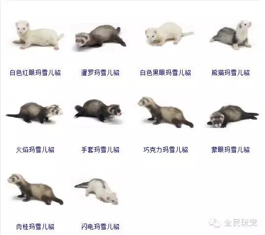 养一只貂的成本,家里可以养貂吗