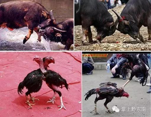 昨天主角在哪里？就在黔东南台江，太美太精彩！