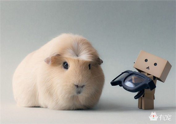 养宠物也要讲究卫生,养宠物也要看缘分