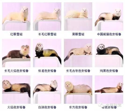 养一只貂的成本,家里可以养貂吗