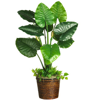 水培滴水观音叶子发黄是什么原因,滴水观音叶子发黄可以剪掉吗