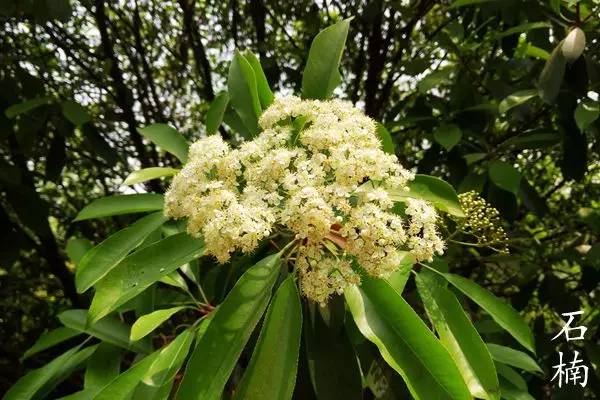 趣谈英文花名,趵突泉山大校区春天
