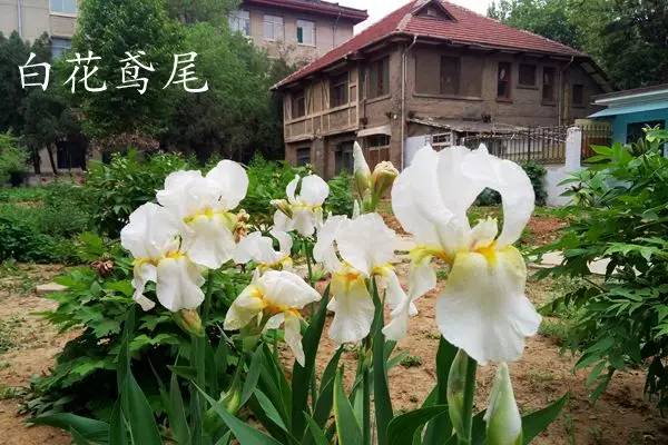 趣谈英文花名,趵突泉山大校区春天