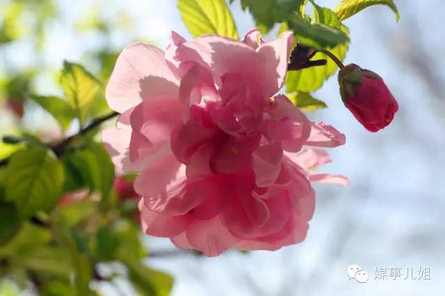 包钢三中真的要改名吗,包钢三中整体成绩怎么样