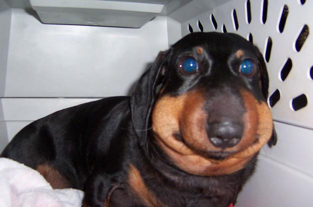 被蜜蜂蛰了的狗狗让人心疼又好笑,最近网上爆火的被蜜蜂蛰了的狗狗