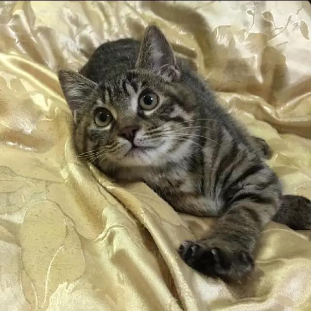 上海领养猫公益,上海领养狗狗店