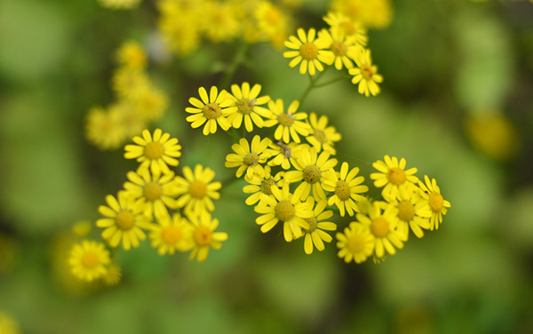 紧张害怕焦虑恐惧中医怎么调理,月经时间长中医调理