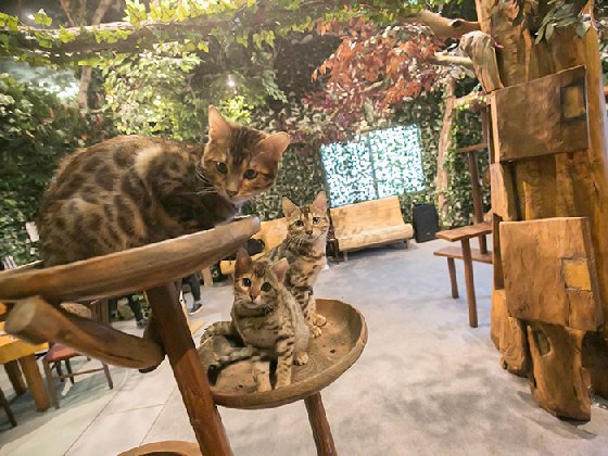 令人不禁着迷的豹纹魅力！日本首间“豹猫咖啡厅”人气开张