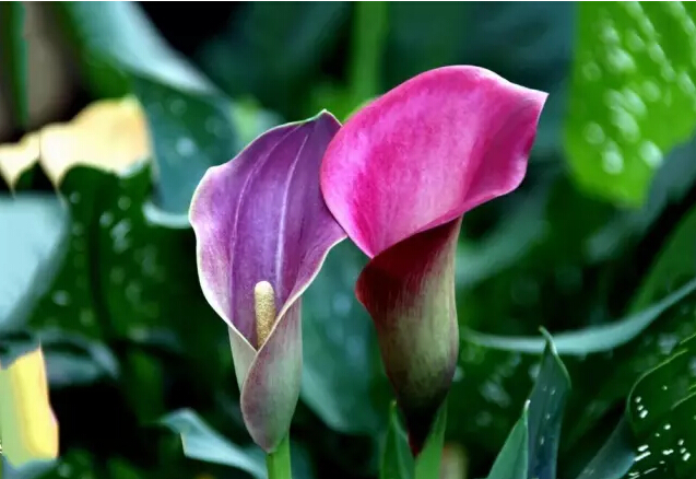 彩色马蹄莲花语象征与寓意,马蹄莲花语象征与寓意