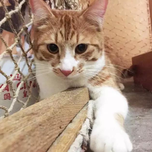 上海领养猫公益,上海领养狗狗店